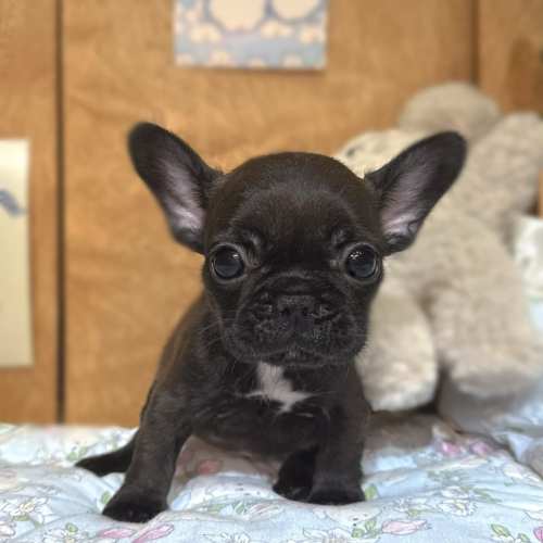 法國鬥牛犬,樂芙幼犬寵物犬舍-台中犬舍,合法犬舍,犬舍推薦,幼犬買賣,買狗推薦