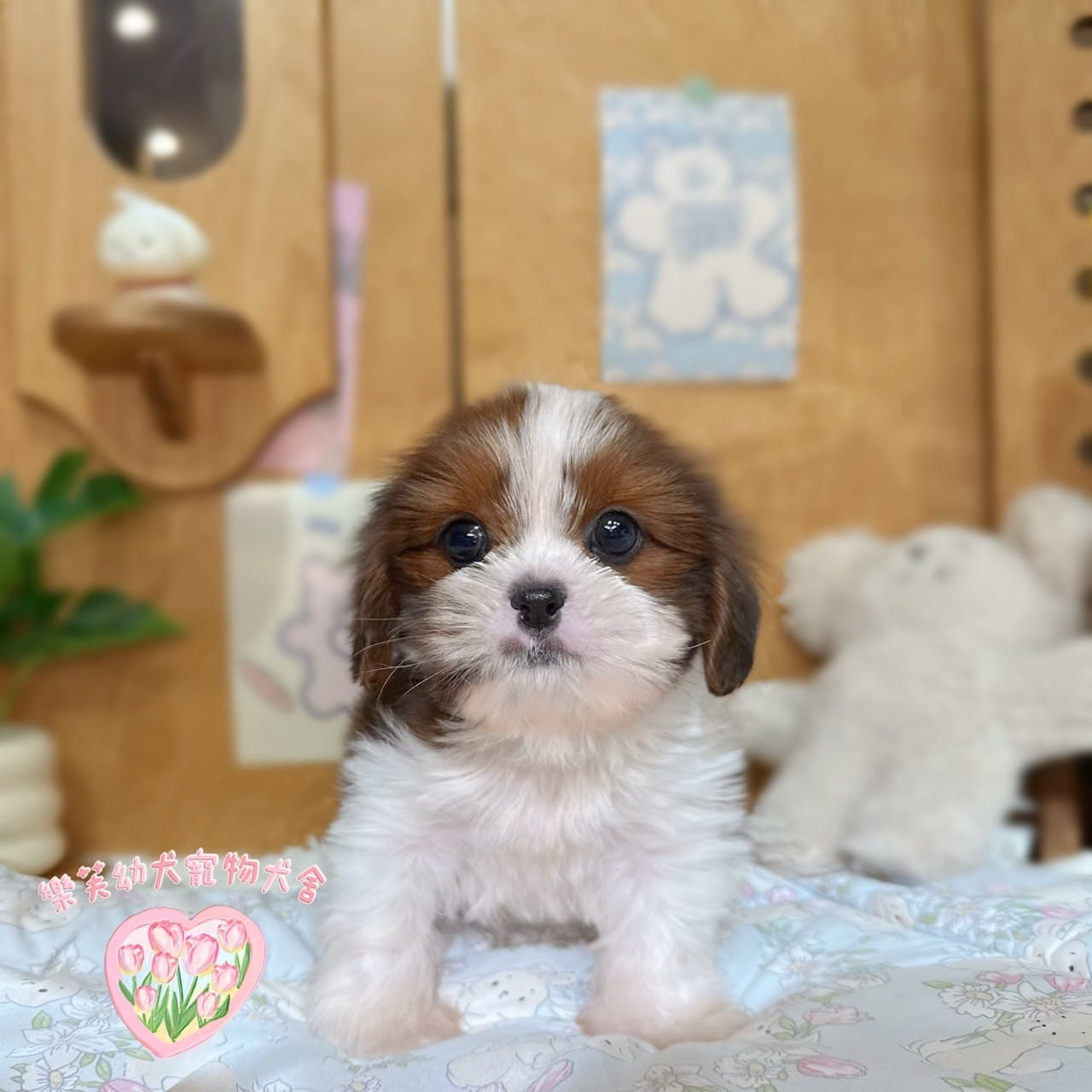西施犬-樂芙幼犬寵物犬舍-台中犬舍,合法犬舍,犬舍推薦,幼犬買賣,買狗推薦