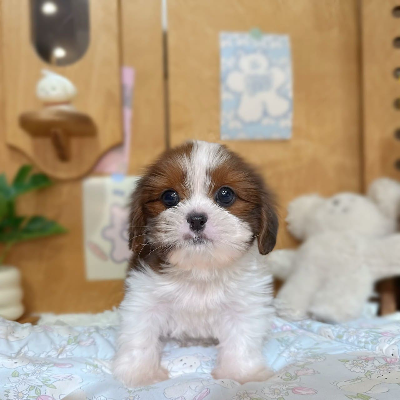 西施犬-樂芙幼犬寵物犬舍-台中犬舍,合法犬舍,犬舍推薦,幼犬買賣,買狗推薦