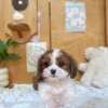 西施犬-樂芙幼犬寵物犬舍-台中犬舍,合法犬舍,犬舍推薦,幼犬買賣,買狗推薦 西施犬-樂芙幼犬寵物犬舍-台中犬舍,合法犬舍,犬舍推薦,幼犬買賣,買狗推薦