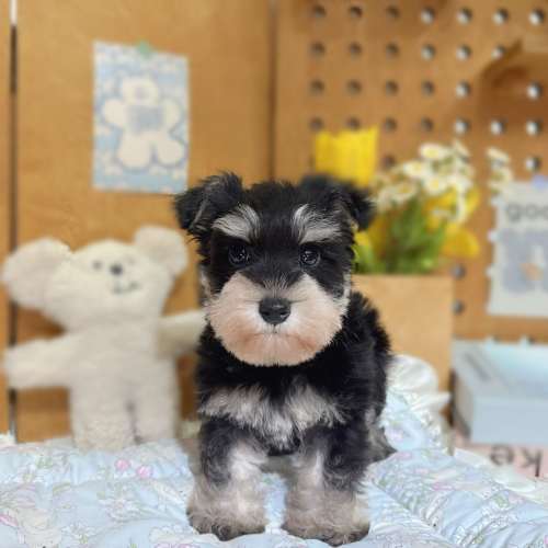 雪納瑞幼犬|樂芙犬舍台中合法犬舍拍攝 雪納瑞幼犬|樂芙犬舍台中合法犬舍拍攝