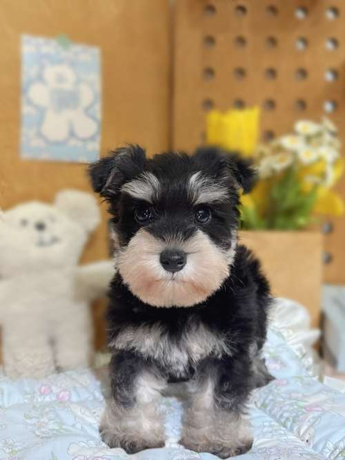 雪納瑞-樂芙幼犬寵物犬舍-台中犬舍,合法犬舍,犬舍推薦,推薦犬舍,買狗推薦,專業犬舍,優良犬舍