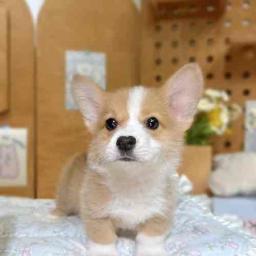 柯基幼犬犬舍台中