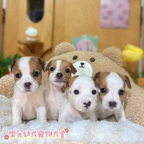 傑克羅素幼犬Jack Russell台中傑克羅素犬舍