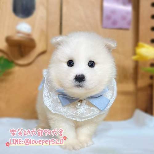 薩摩耶幼犬|台中合法犬舍樂芙犬舍健康環境拍攝 薩摩耶幼犬|台中合法犬舍樂芙犬舍健康環境拍攝