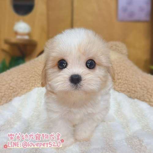 騎士比熊幼犬-樂芙幼犬寵物犬舍-台中犬舍,合法犬舍,犬舍推薦,台中幼犬買賣,台中買狗,幼犬買賣推薦,馬爾泰迪犬舍,黃金獵犬犬舍,貴賓犬舍,博美犬舍,比熊犬舍