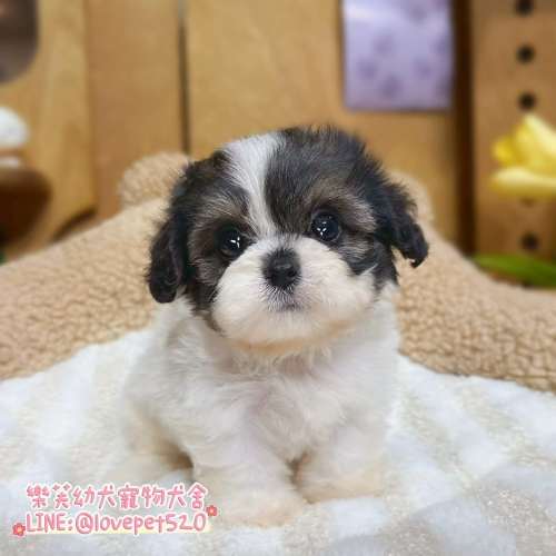 騎士比熊幼犬-樂芙幼犬寵物犬舍-台中犬舍,合法犬舍,犬舍推薦,台中幼犬買賣,台中買狗,幼犬買賣推薦,馬爾泰迪犬舍,黃金獵犬犬舍,貴賓犬舍,博美犬舍,比熊犬舍