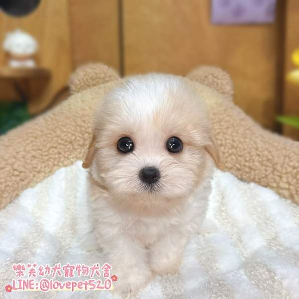 騎士比熊幼犬-樂芙幼犬寵物犬舍-台中犬舍,合法犬舍,犬舍推薦,台中幼犬買賣,台中買狗,幼犬買賣推薦,馬爾泰迪犬舍,黃金獵犬犬舍,貴賓犬舍,博美犬舍,比熊犬舍