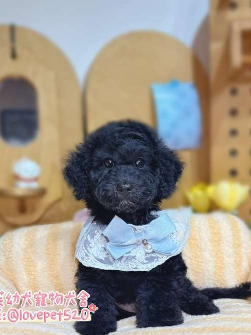 巨型貴賓犬-樂芙幼犬寵物犬舍