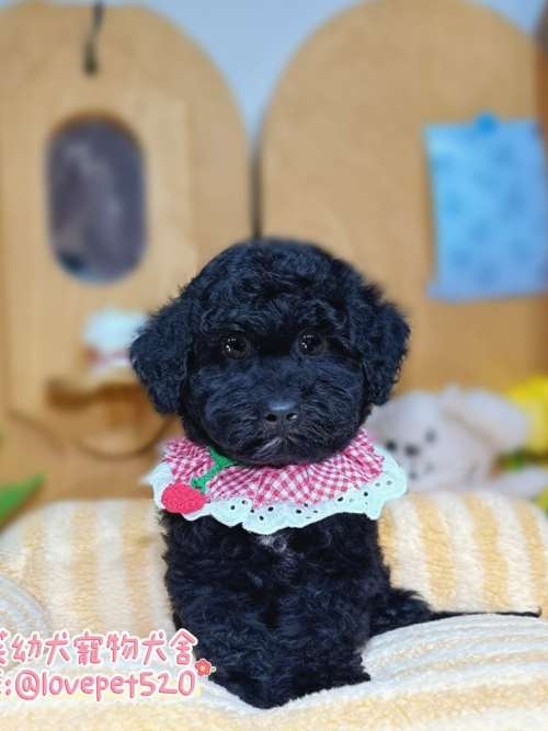 巨型貴賓犬-樂芙幼犬寵物犬舍