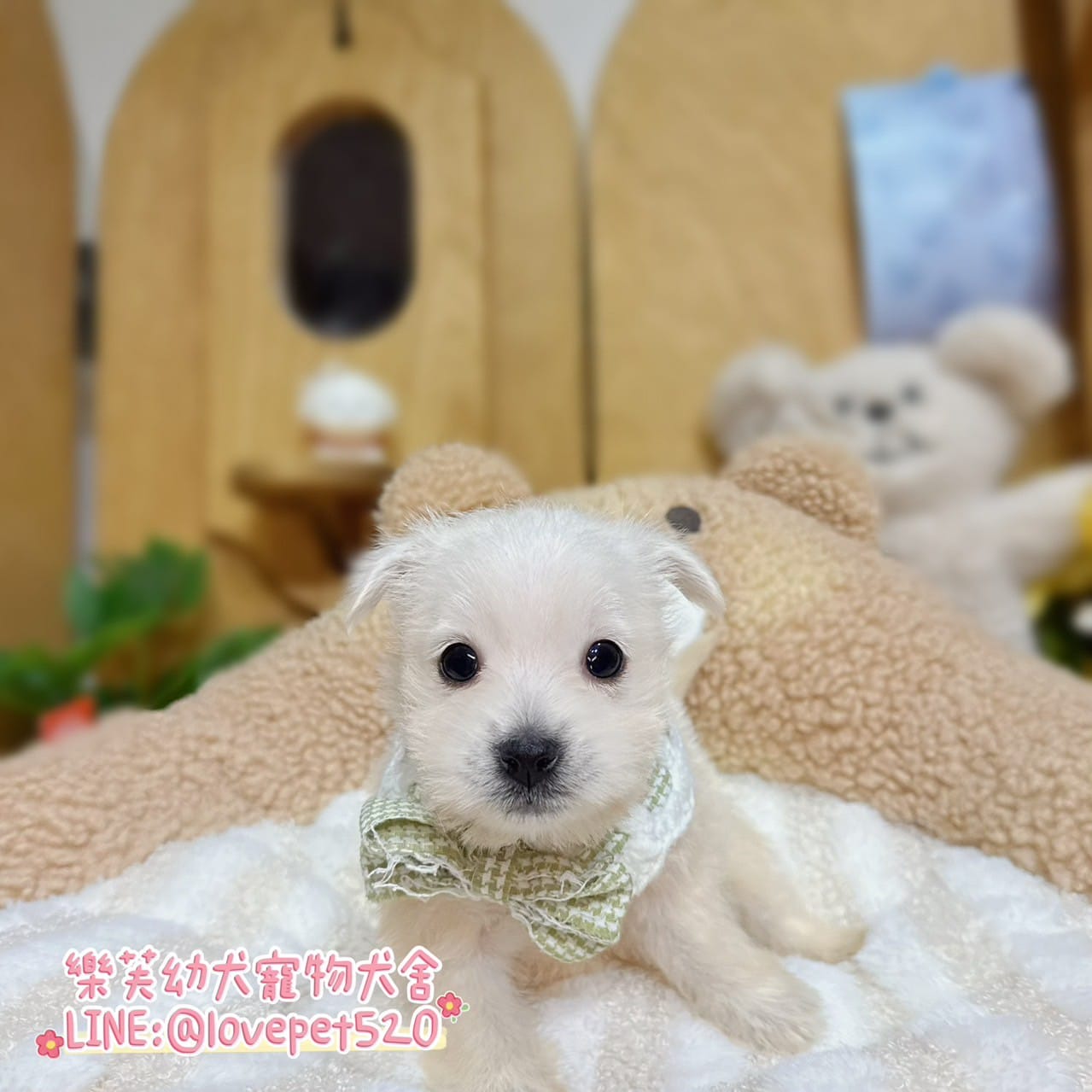 西高地白㹴-樂芙幼犬寵物犬舍-台中犬舍,合法犬舍,犬舍推薦,推薦犬舍,買狗推薦,專業犬舍,優良犬舍
