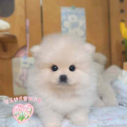 博美幼犬-樂芙幼犬寵物犬舍-台中犬舍,合法犬舍,犬舍推薦,台中幼犬買賣,台中買狗,幼犬買賣推薦,馬爾泰迪犬舍,黃金獵犬犬舍,貴賓犬舍,博美犬舍,比熊犬舍