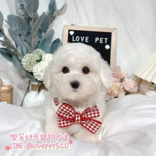 樂芙犬舍比熊幼犬｜合法犬舍照護