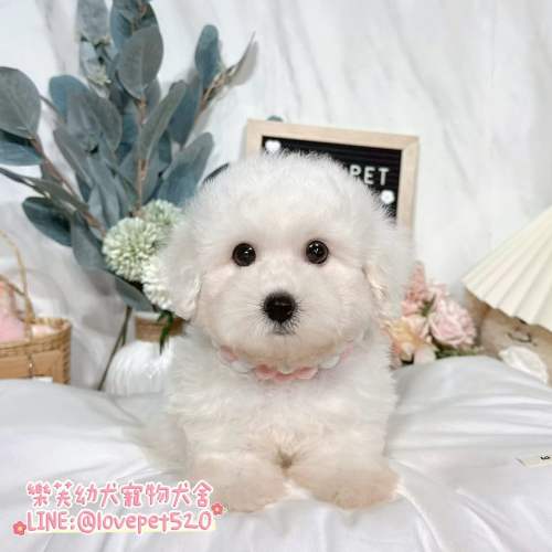 樂芙犬舍比熊幼犬｜合法犬舍照護