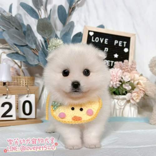 狐狸犬-樂芙幼犬寵物犬舍-台中犬舍,合法犬舍,犬舍推薦,幼犬買賣,買狗推薦