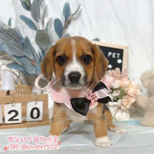 米格魯幼犬-樂芙幼犬寵物犬舍