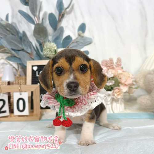 米格魯幼犬-樂芙幼犬寵物犬舍