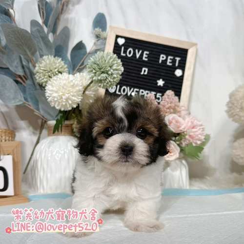 馬爾泰迪-樂芙幼犬寵物犬舍