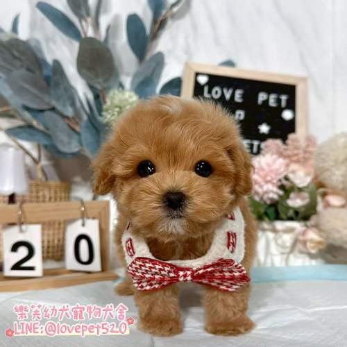 馬爾泰迪-樂芙幼犬寵物犬舍