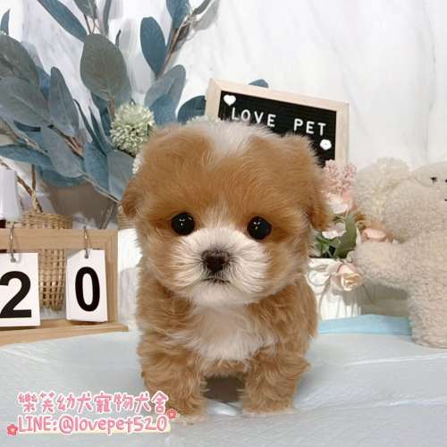 馬爾泰迪-樂芙幼犬寵物犬舍