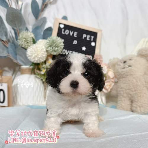 騎士比熊幼犬-樂芙幼犬寵物犬舍-台中犬舍,合法犬舍,犬舍推薦,幼犬買賣,買狗推薦