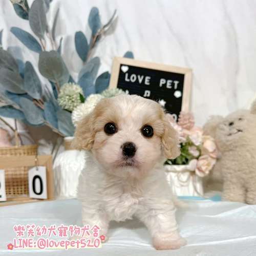 騎士比熊幼犬-樂芙幼犬寵物犬舍-台中犬舍,合法犬舍,犬舍推薦,幼犬買賣,買狗推薦