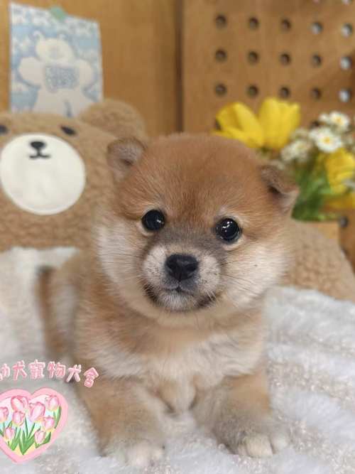 柴犬-樂芙幼犬寵物犬舍