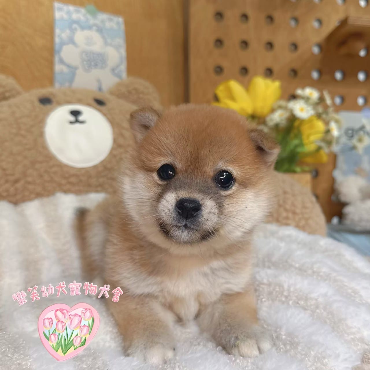 柴犬-樂芙幼犬寵物犬舍