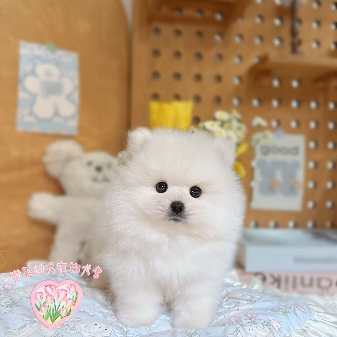 博美犬-樂芙幼犬寵物犬舍