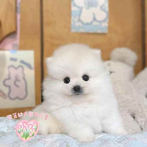 博美犬-樂芙幼犬寵物犬舍-台中犬舍,合法犬舍,犬舍推薦,幼犬買賣,買狗推薦