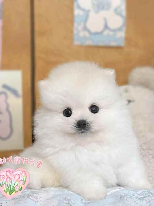 博美犬-樂芙幼犬寵物犬舍 博美犬-樂芙幼犬寵物犬舍