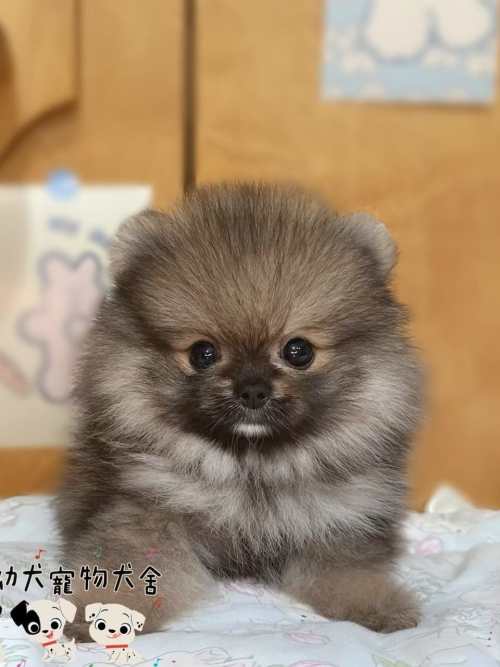 博美犬-樂芙幼犬寵物犬舍