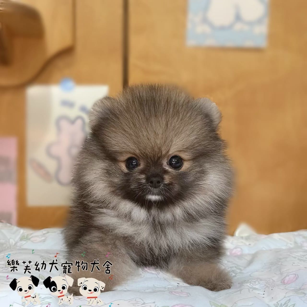 博美犬-樂芙幼犬寵物犬舍