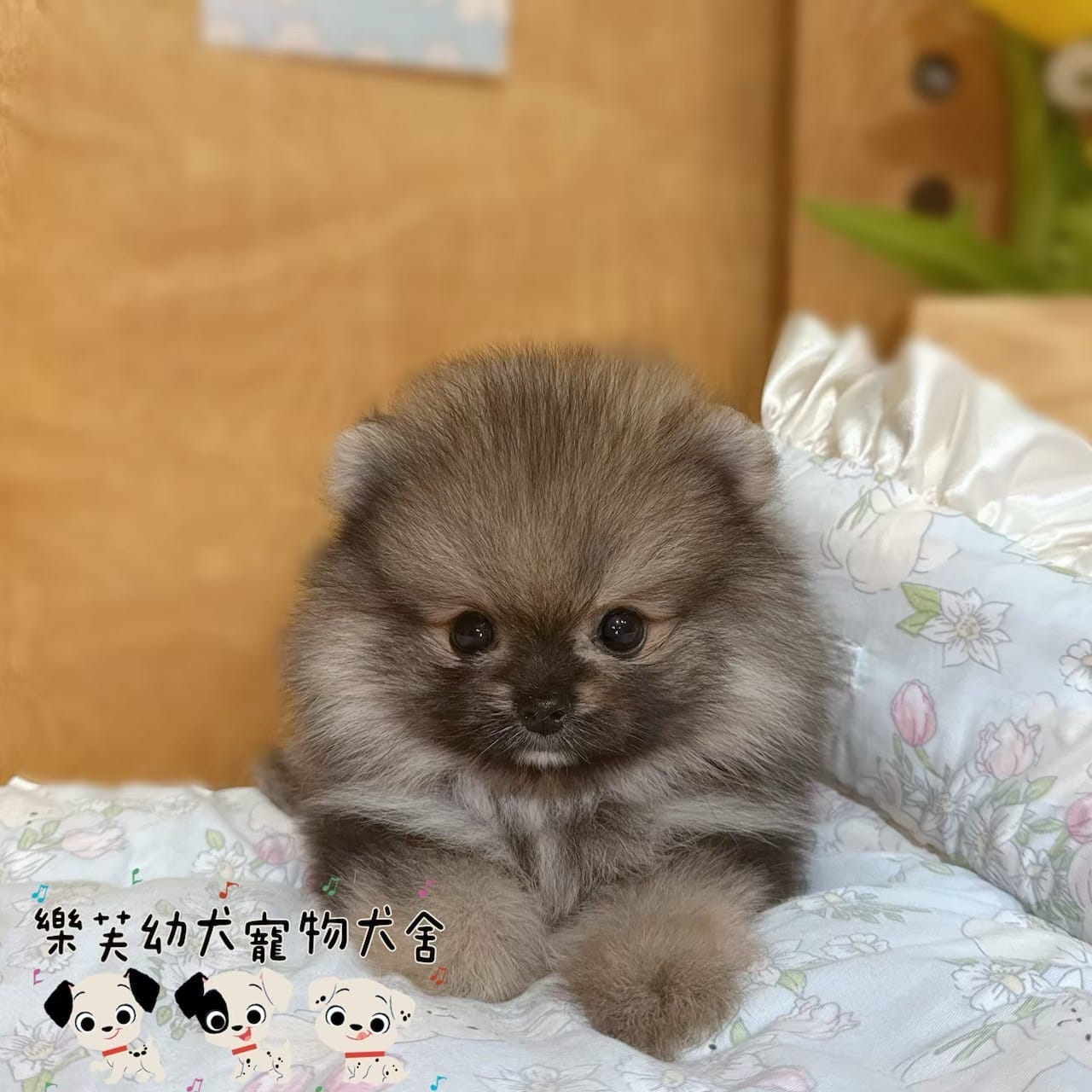 博美犬-樂芙幼犬寵物犬舍
