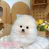 博美犬-樂芙幼犬寵物犬舍