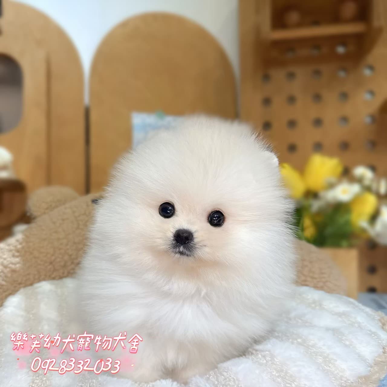 博美犬-樂芙幼犬寵物犬舍