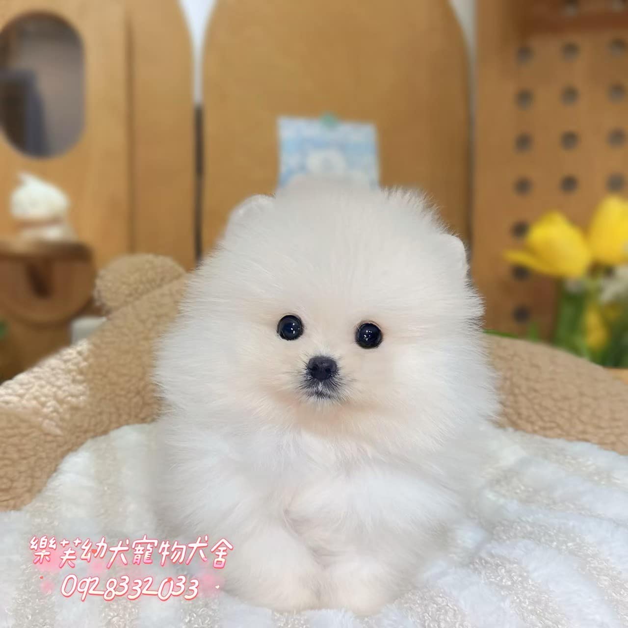 博美犬-樂芙幼犬寵物犬舍