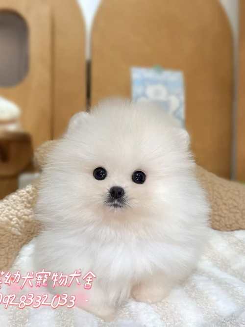 博美犬-樂芙幼犬寵物犬舍 博美犬-樂芙幼犬寵物犬舍