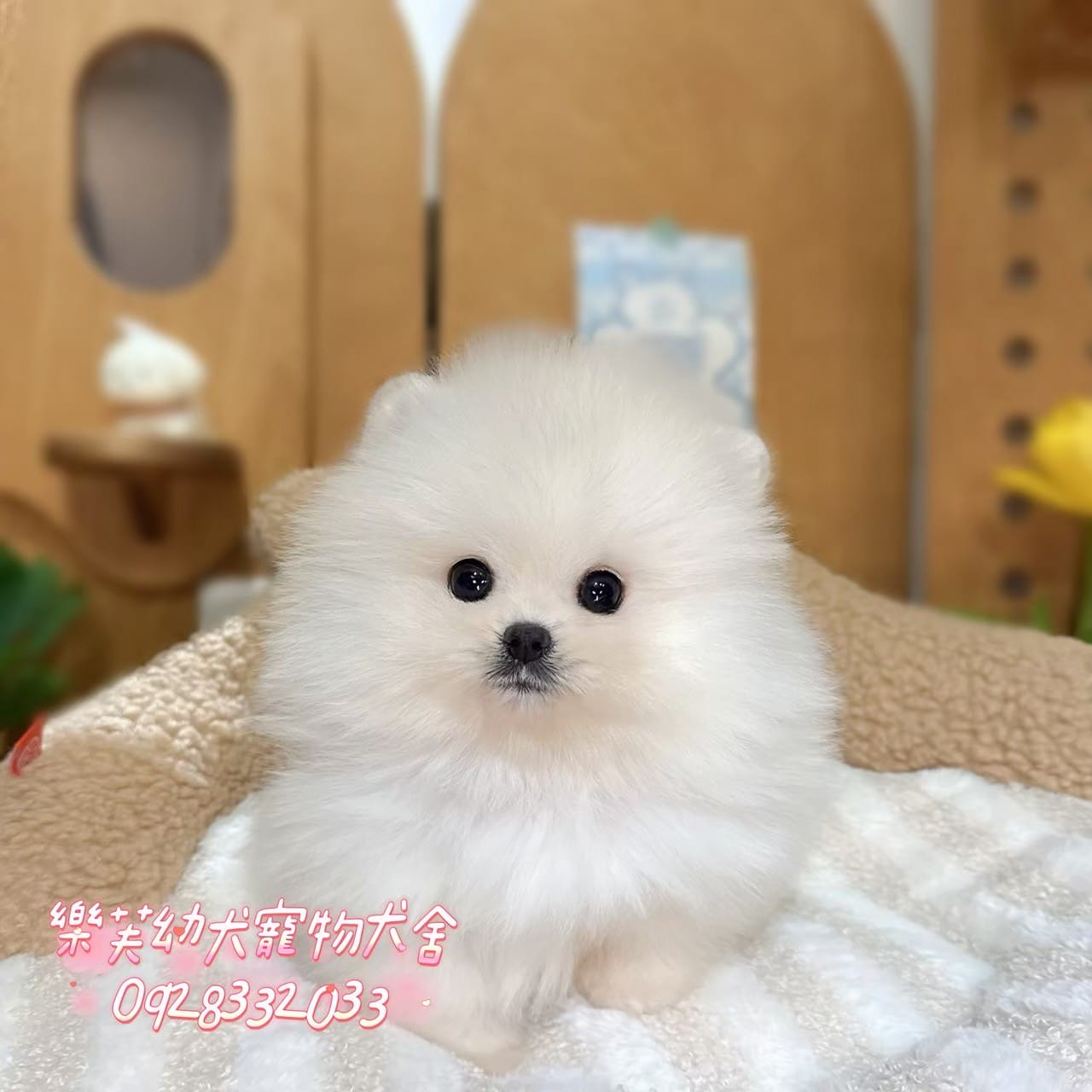 博美犬-樂芙幼犬寵物犬舍