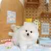 博美犬-樂芙幼犬寵物犬舍