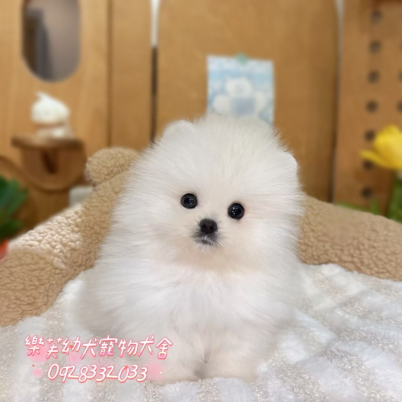 博美犬-樂芙幼犬寵物犬舍