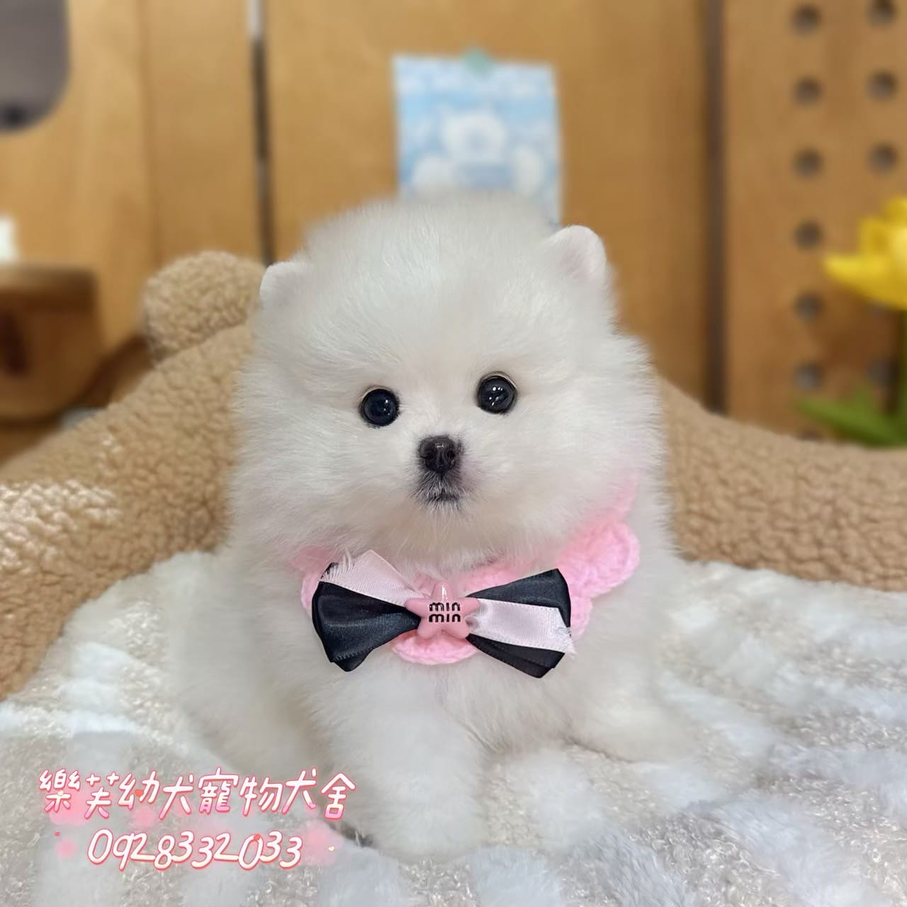 博美犬-樂芙幼犬寵物犬舍