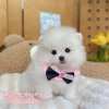 博美犬-樂芙幼犬寵物犬舍