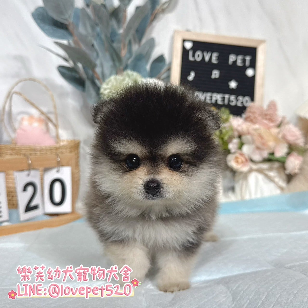 博美犬-樂芙幼犬寵物犬舍