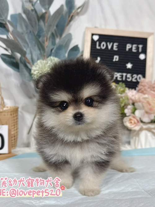 博美犬-樂芙幼犬寵物犬舍 博美犬-樂芙幼犬寵物犬舍