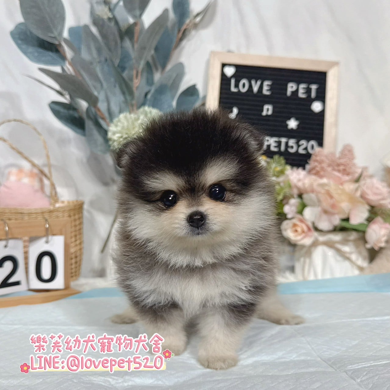 博美犬-樂芙幼犬寵物犬舍