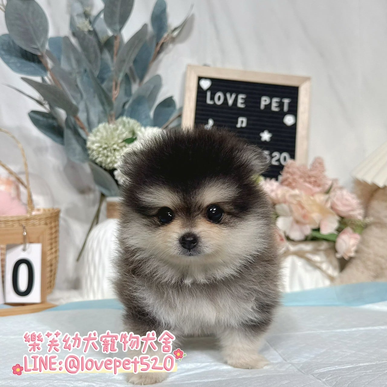 博美犬-樂芙幼犬寵物犬舍