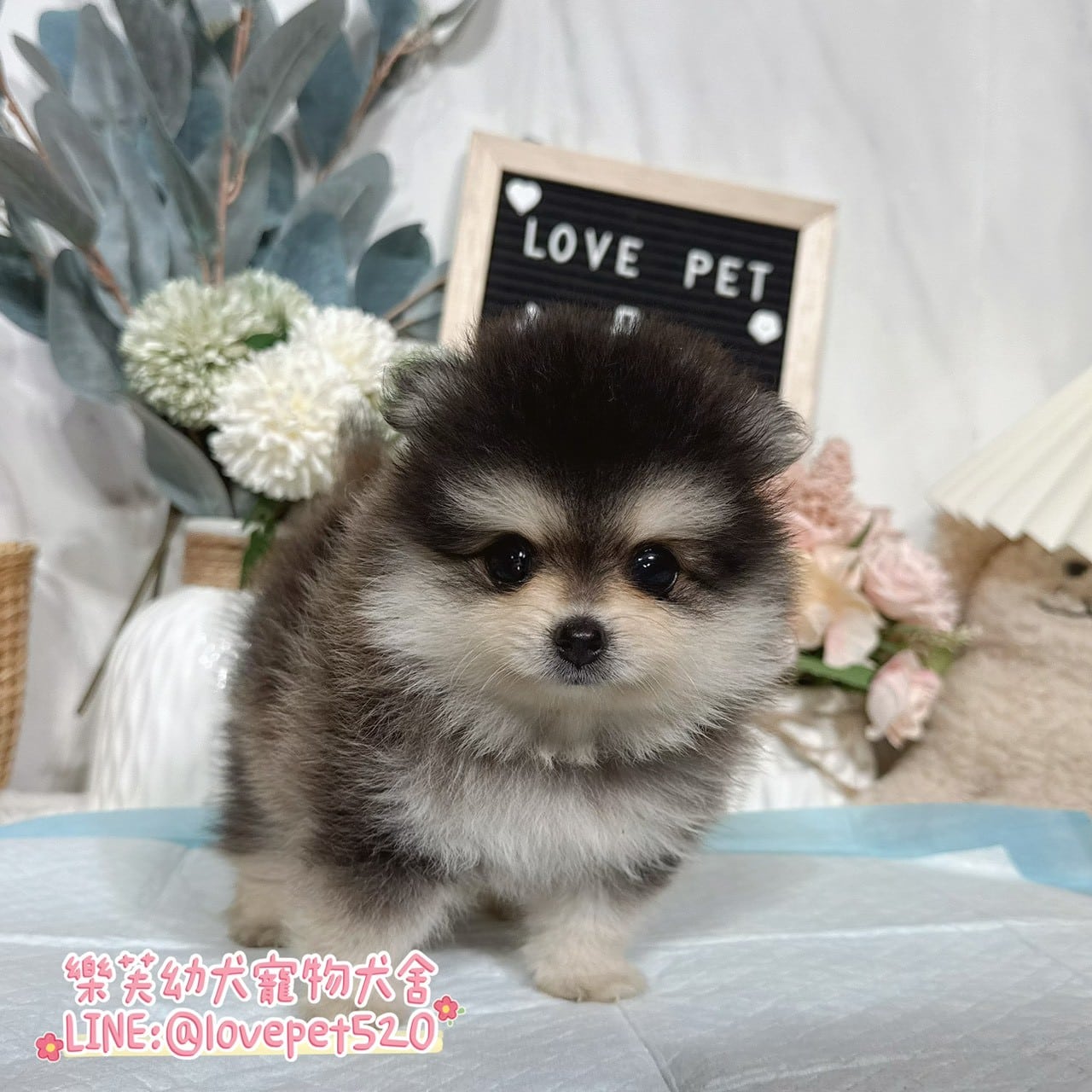 博美犬-樂芙幼犬寵物犬舍