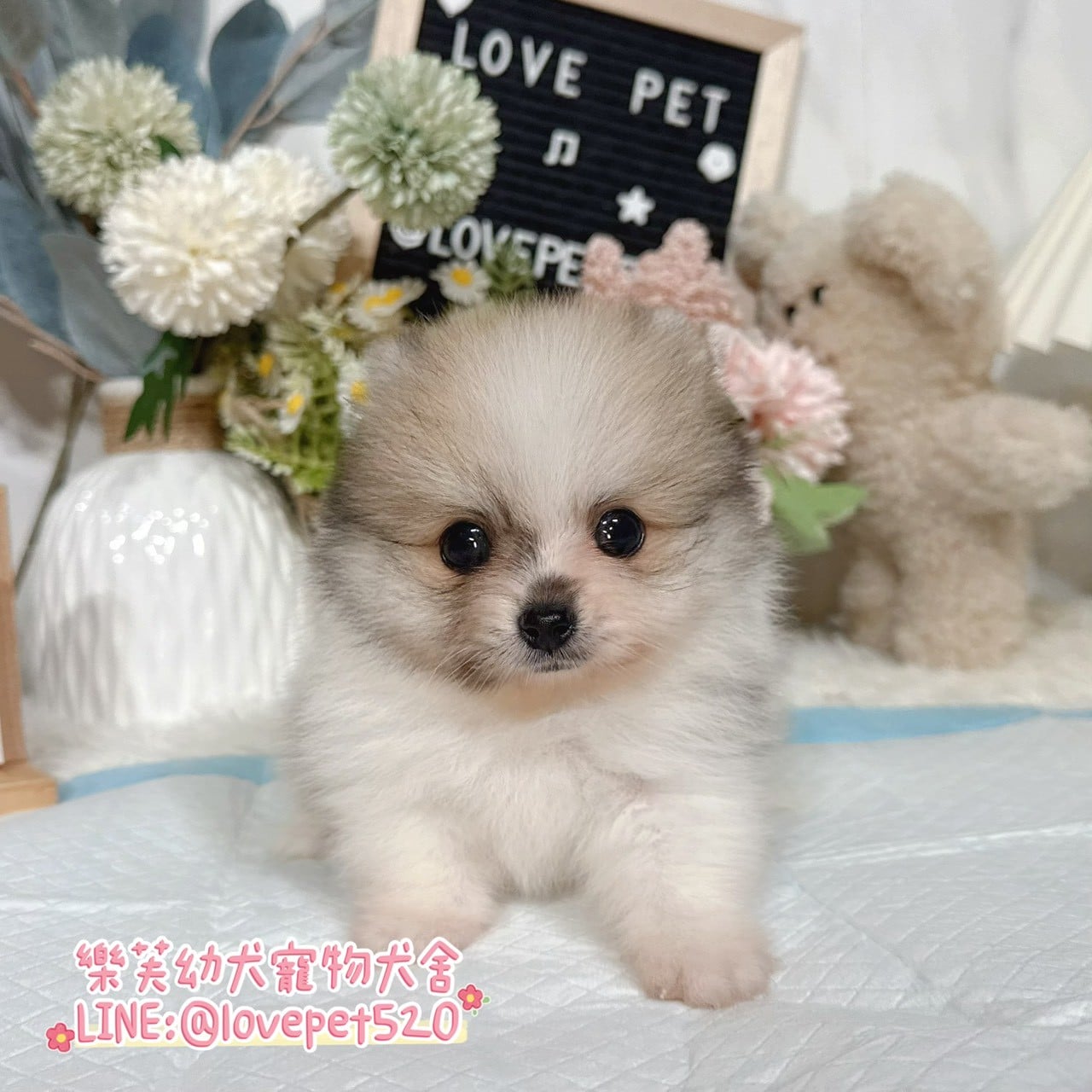 博美犬-樂芙幼犬寵物犬舍