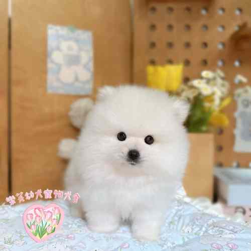 博美犬-樂芙幼犬寵物犬舍-台中犬舍,合法犬舍,犬舍推薦,幼犬買賣,買狗推薦